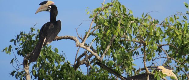 fugle i yala nationapark i Sri Lanka - Rejsebudget til Sri Lanka