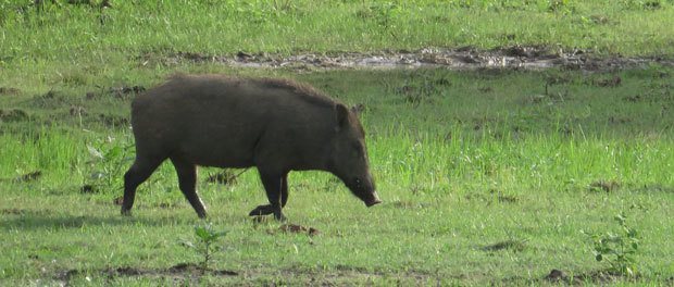 vildsvin i yala nationalpark på sri lanka husk dit visum til Sri Lanka