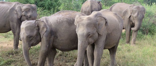 elefanter i uda walave