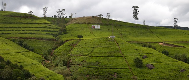 teplantagerne på sri lanka