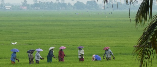 udsigten fra husbåden i alleppey