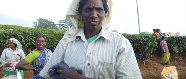 de lokale teplukkere i munnar