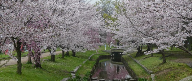 japan-blomster