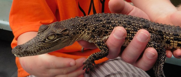 Riversafari i Bentota og krokodilleunge