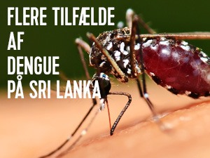 sri lanka dengue