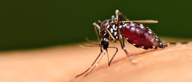 sri lanka vaccinationer og dengue