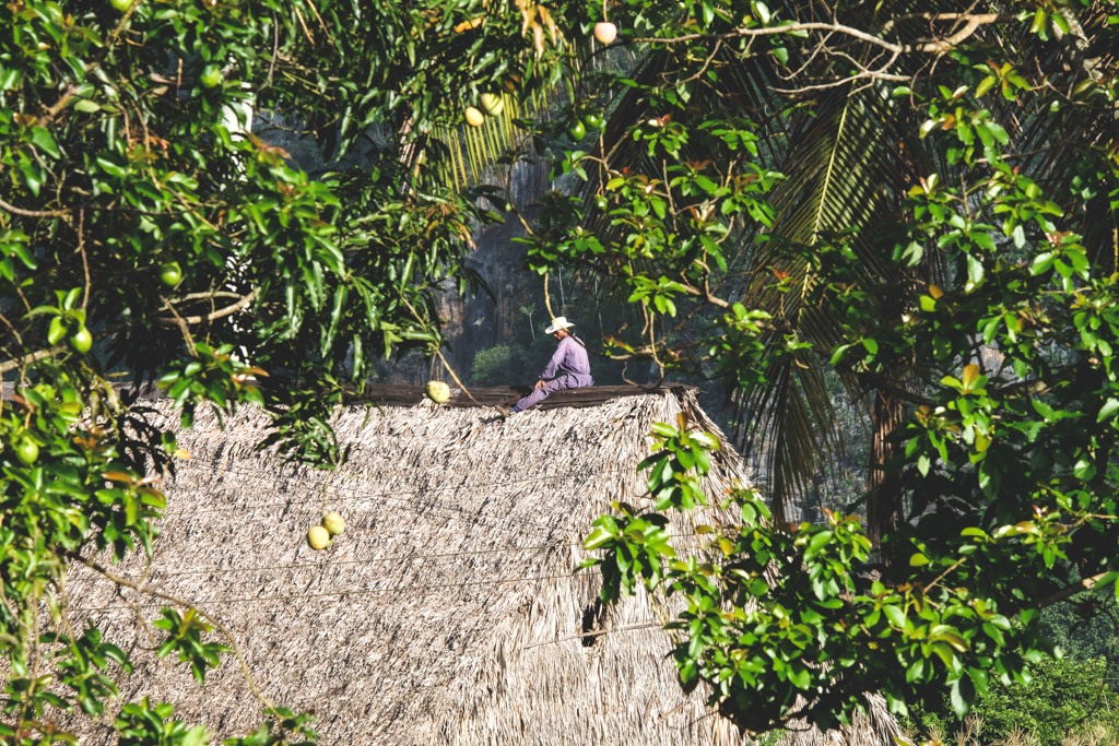 lokallivet i vinales cuba