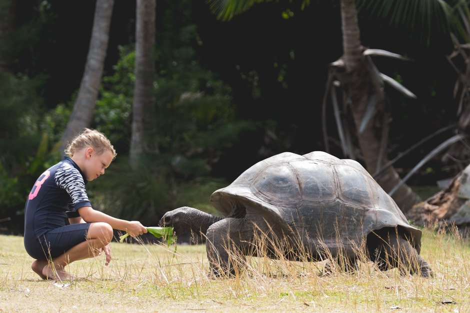 skildpadderne på curiose