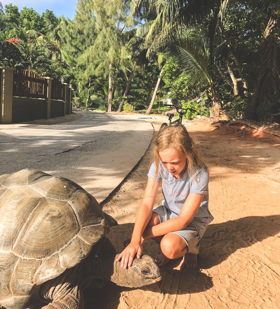 skildpadder på la digue