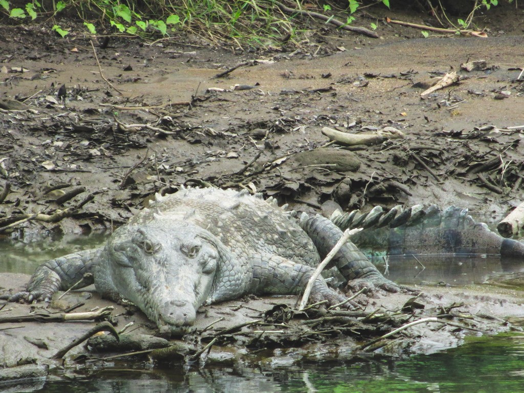 krokodiller i costa rica