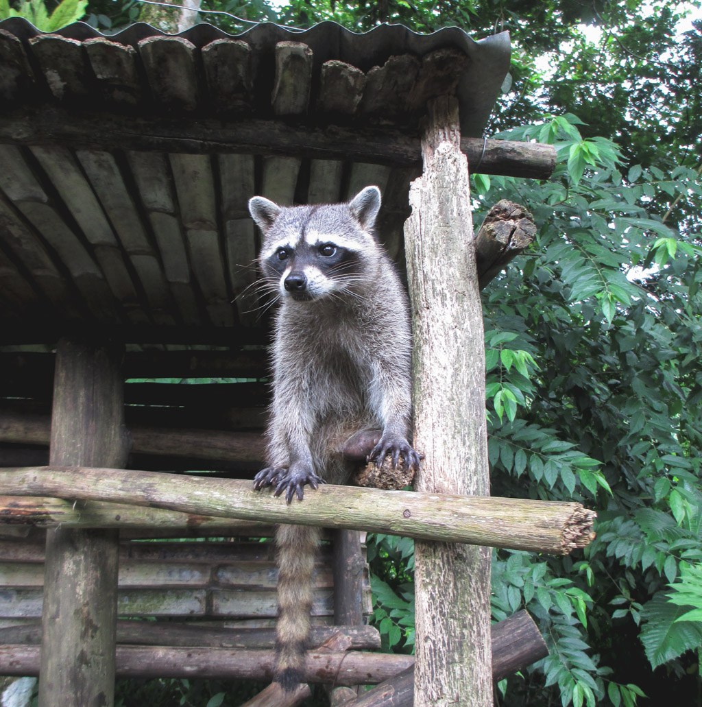 vaskebjørne på costa rica