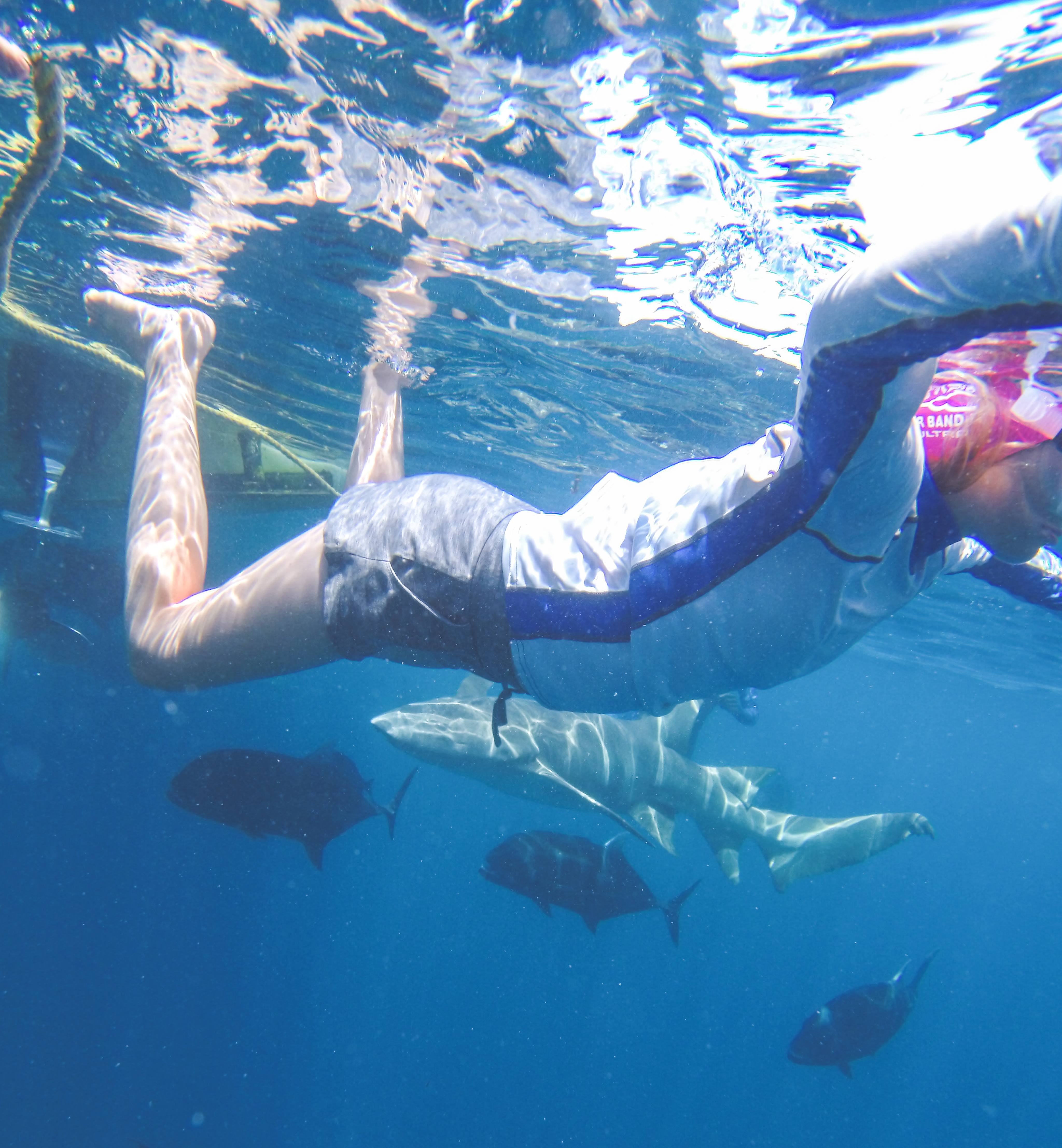 snorkling med nursesharks