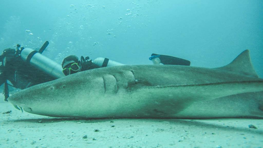 dykning med nursesharks i vaavu atollen