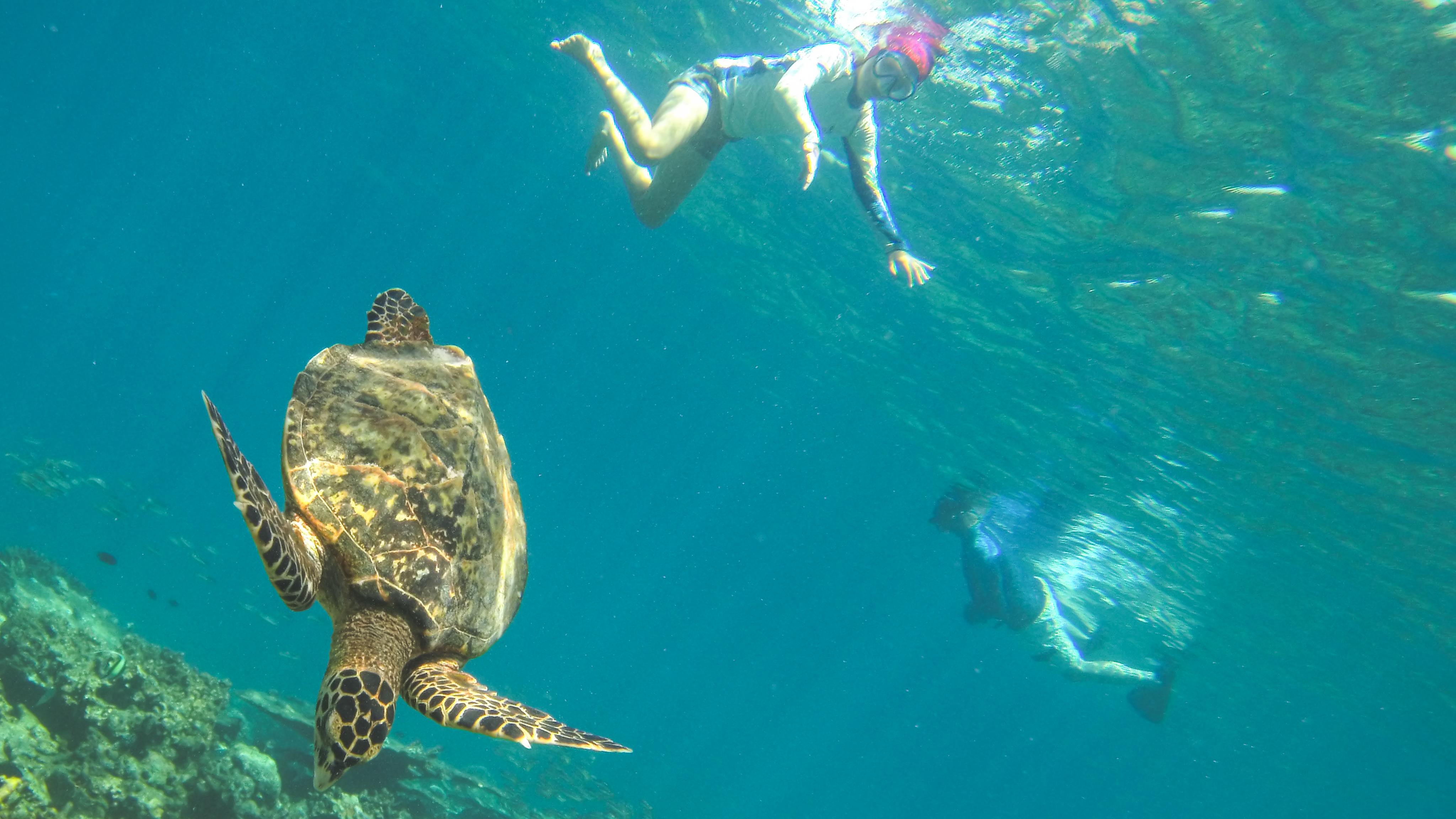 snorkling i coral garden