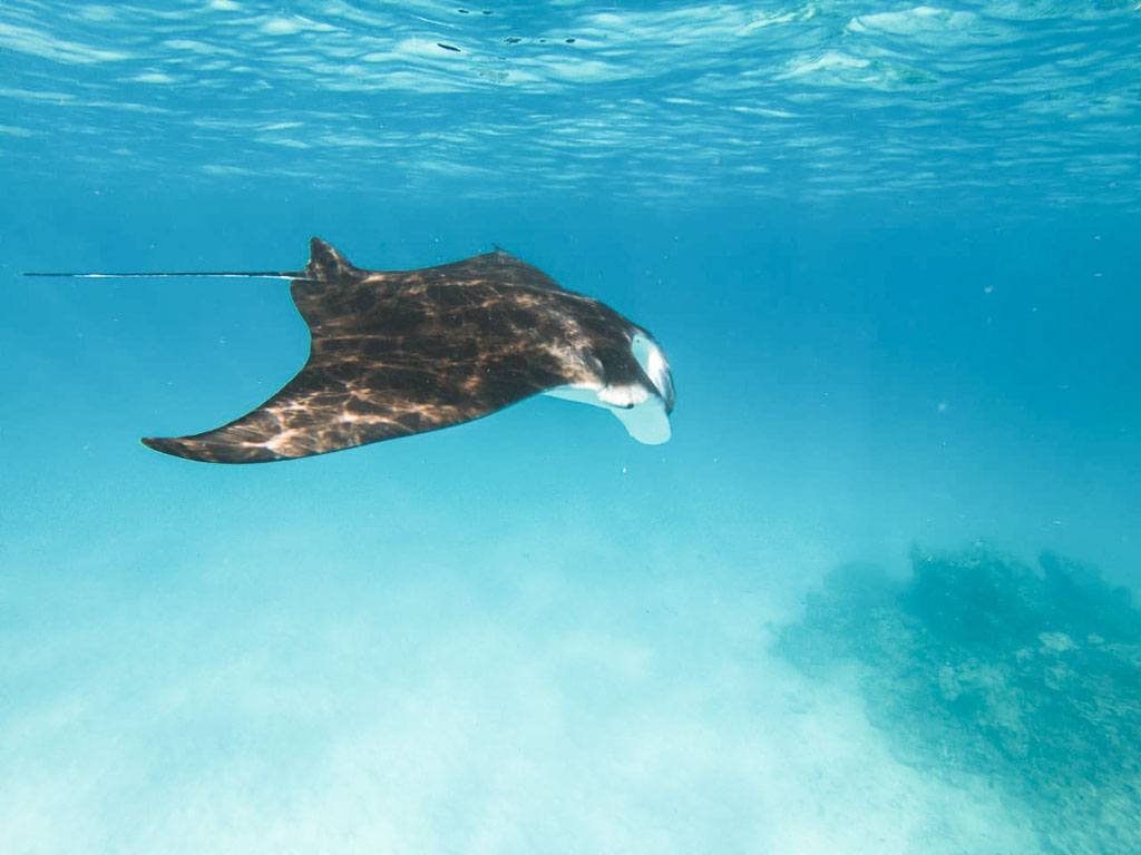 djævlerokke eller manta-ray ukulhas