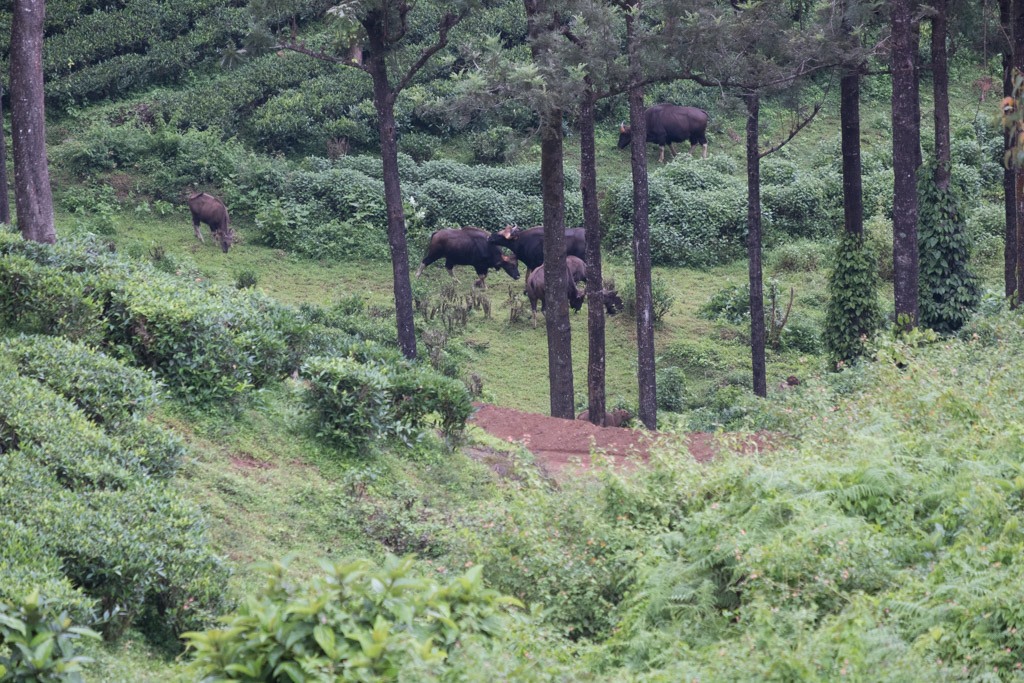 dyrene ved valparai