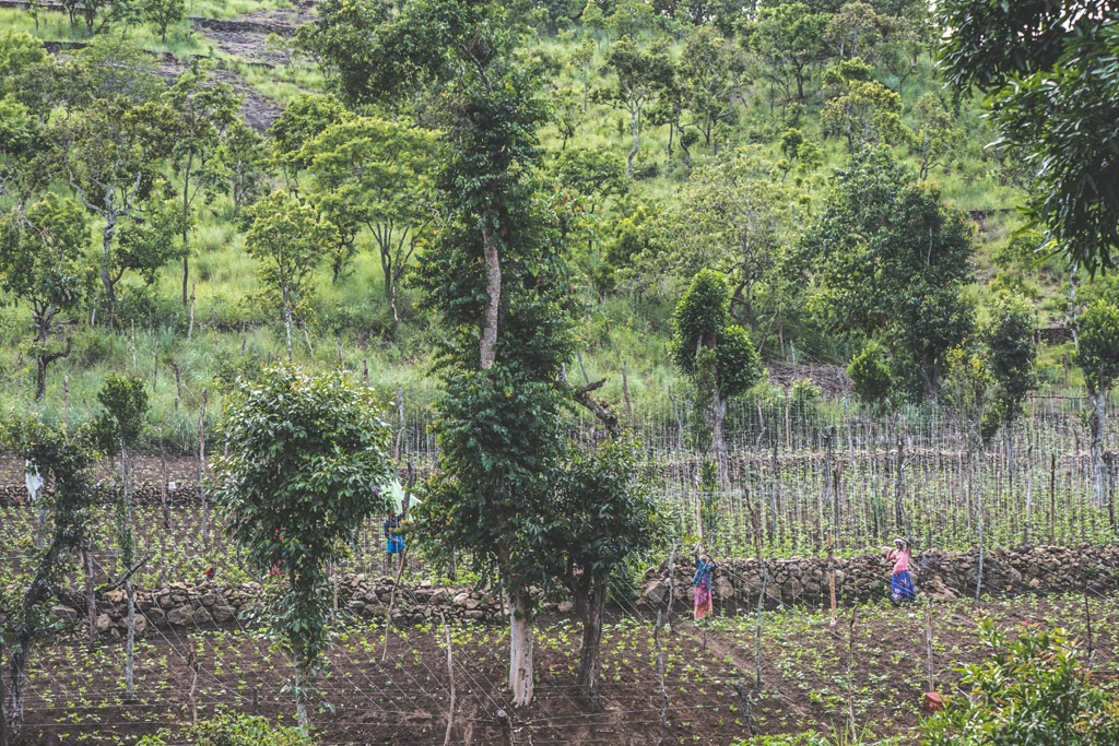 elephant valley kodaikanal