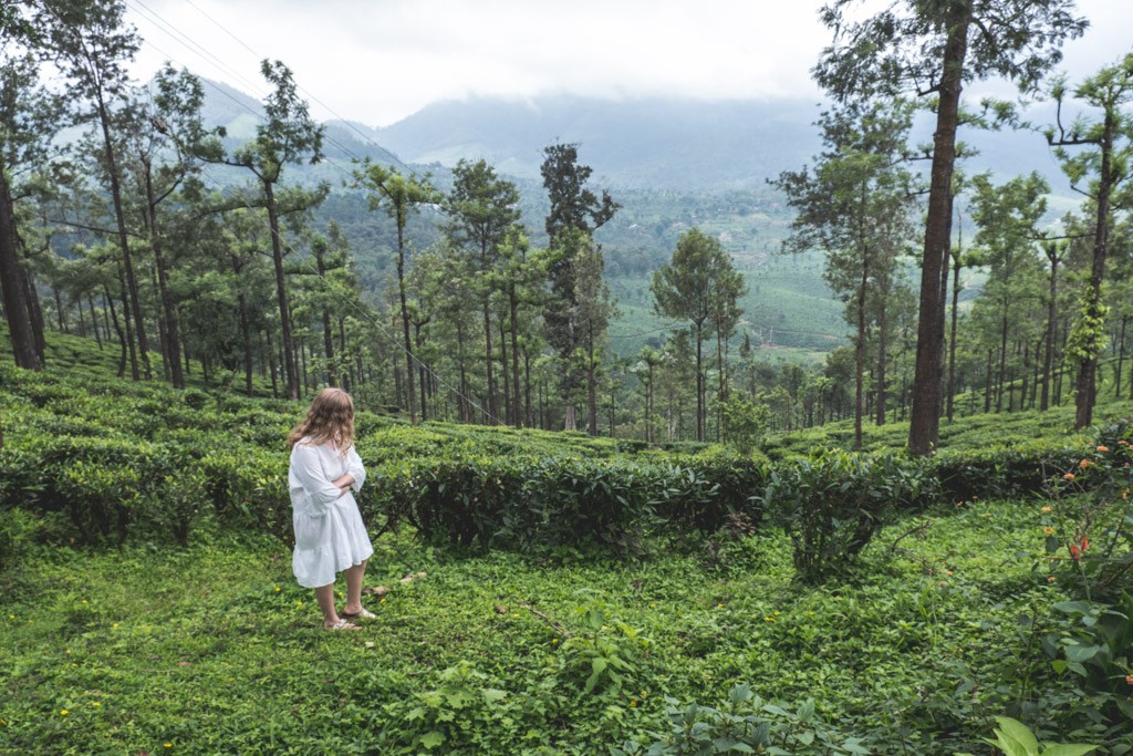 valparai teplantager