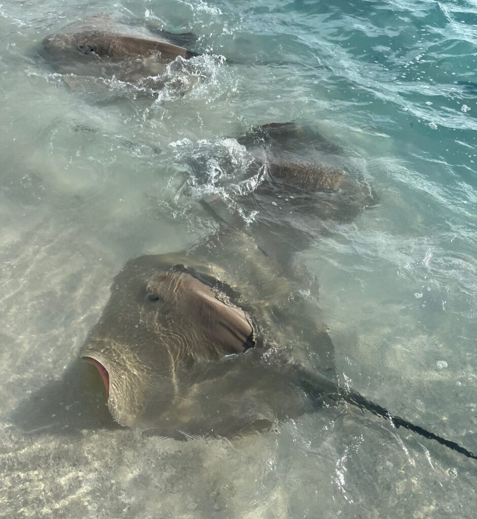 Fordring af sting rays på Sun Siyam Vilu Reef