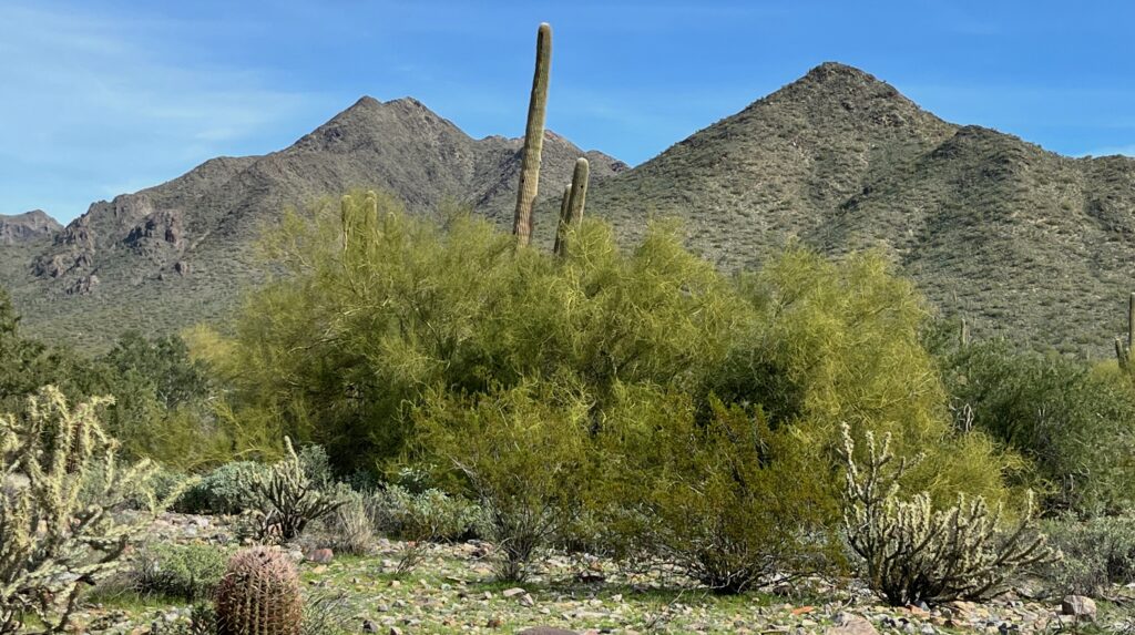 The Scottsdale McDowell Sonoran Preserve