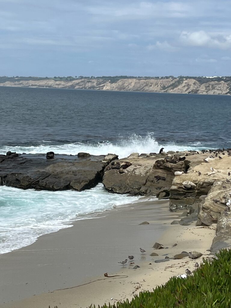 Strandene ved La Jolla